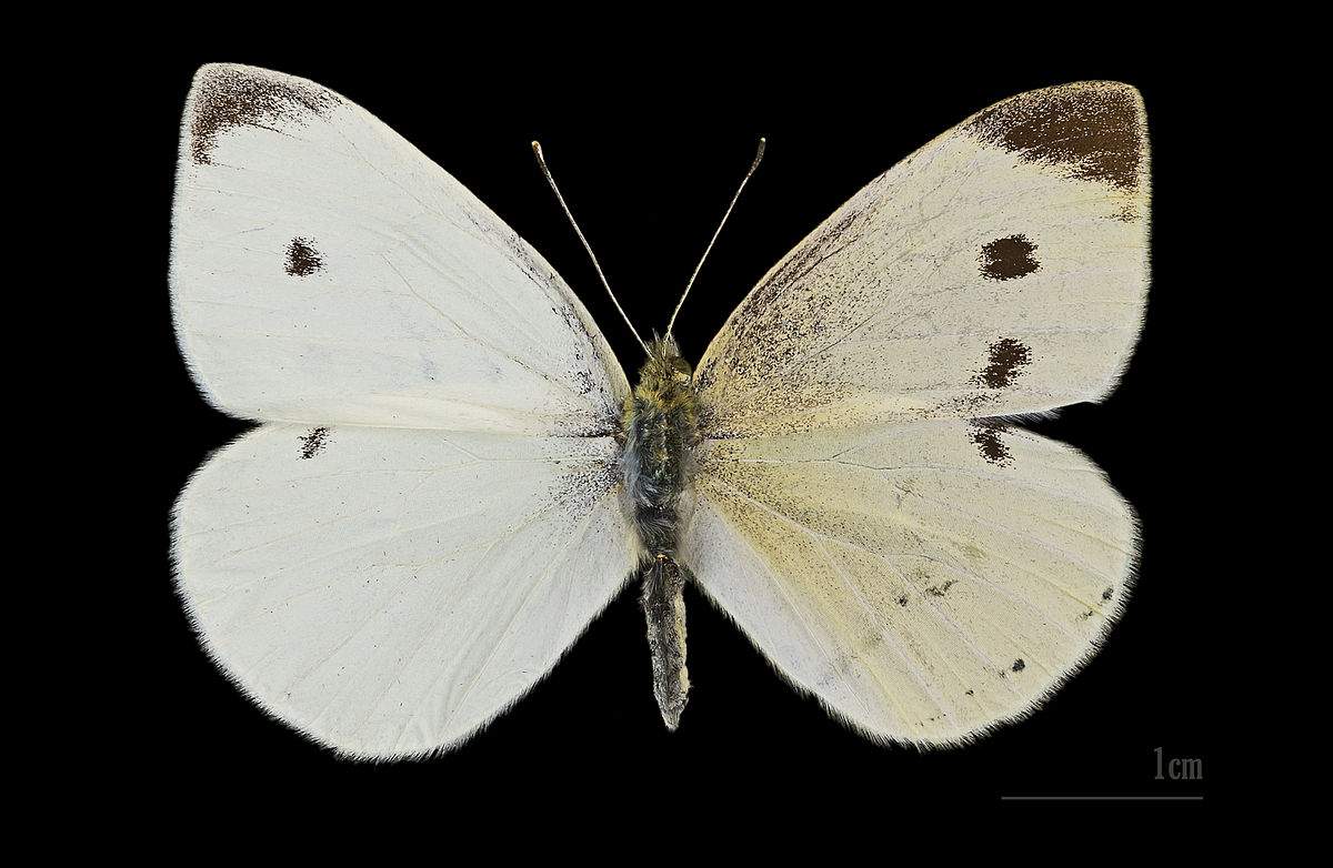 Pieris brassicae (bilateral gynandromorph, mhnt cut 2012 0357 claix isere)_ (Internet Image property of respective owner, non-commercial use only)